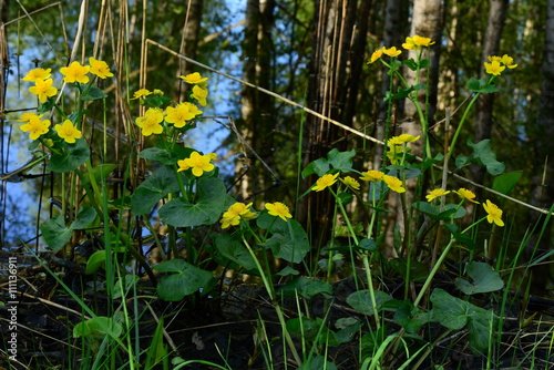 Wildlife Globe yellow flowers on the river bank
