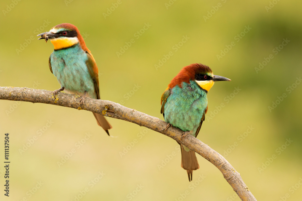 Obraz premium Pair of bee-eaters