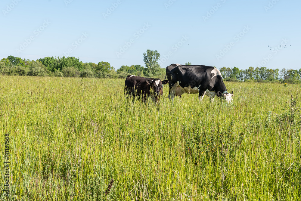  Корова и теленок на пастбище