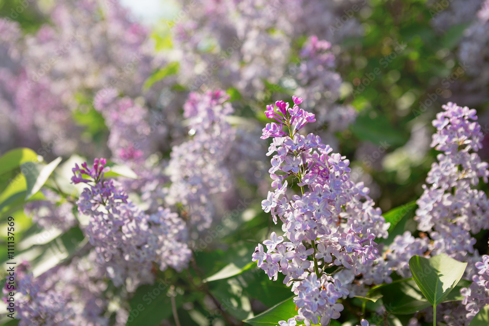 beautiful lilac branches swaying in the wind beautiful lilac branches swaying in the wind