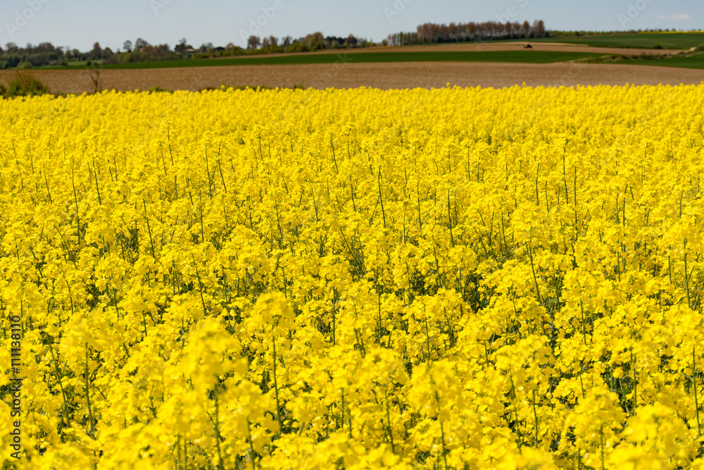 Cultivated yellow raps field in France Cultivated yellow raps field in France