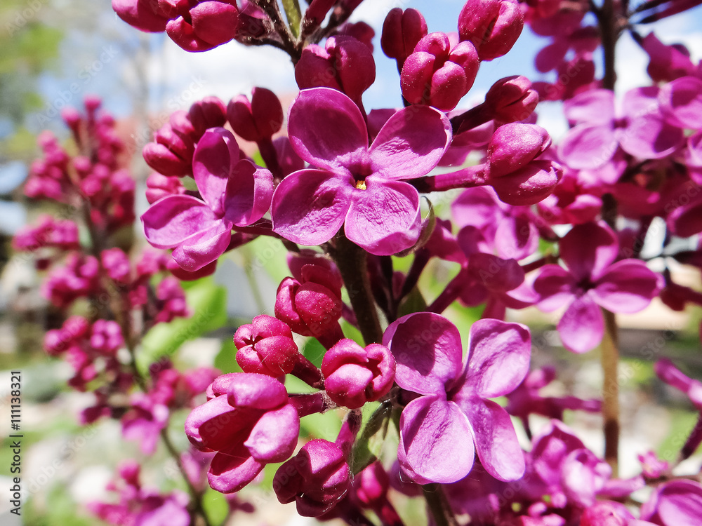 Macro image of spring lilac violet flowers, floral background Macro image of spring lilac violet flowers, floral background