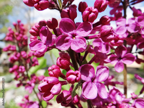 Macro image of spring lilac violet flowers  floral background