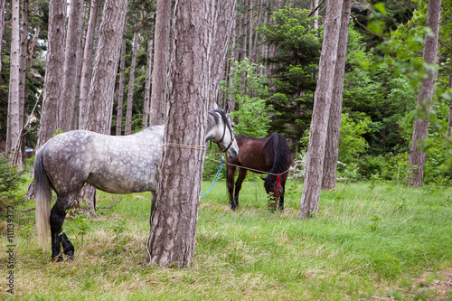 View of horses grazing