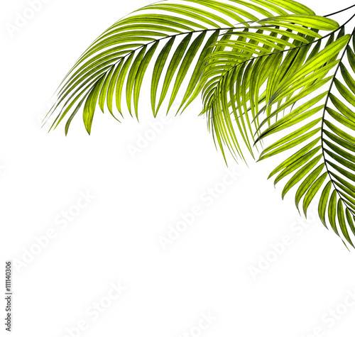 leaves of palm tree on white background