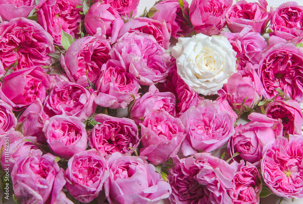 rose buds rose buds