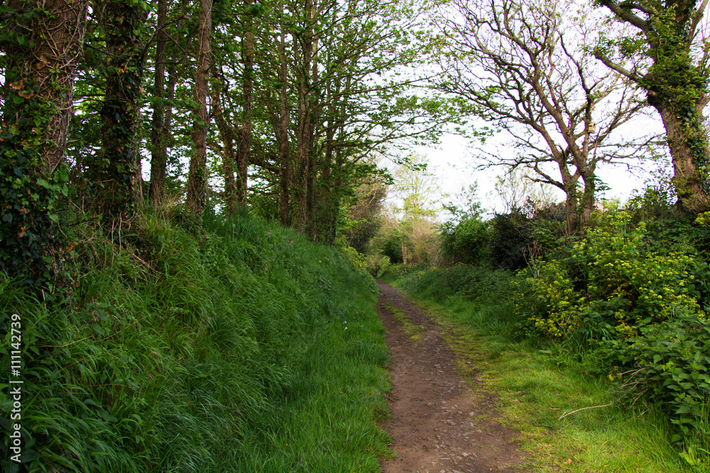 View along a country path in Bude, Cornwall View along a country path in Bude, Cornwall