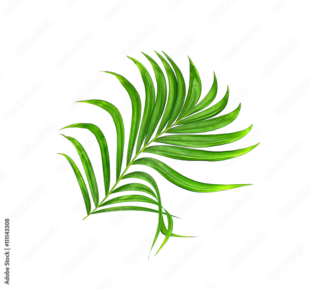 Green leaf of palm tree background Green leaf of palm tree background