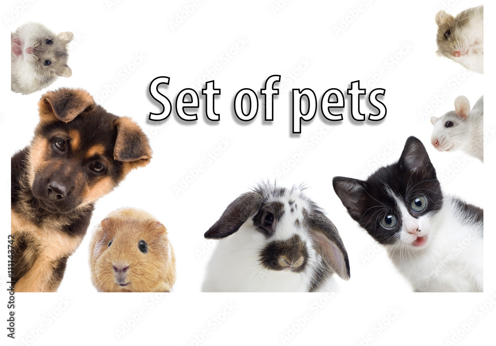 set of pets - obrazy, fototapety, plakaty 