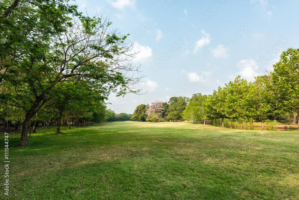 Green grass field in park