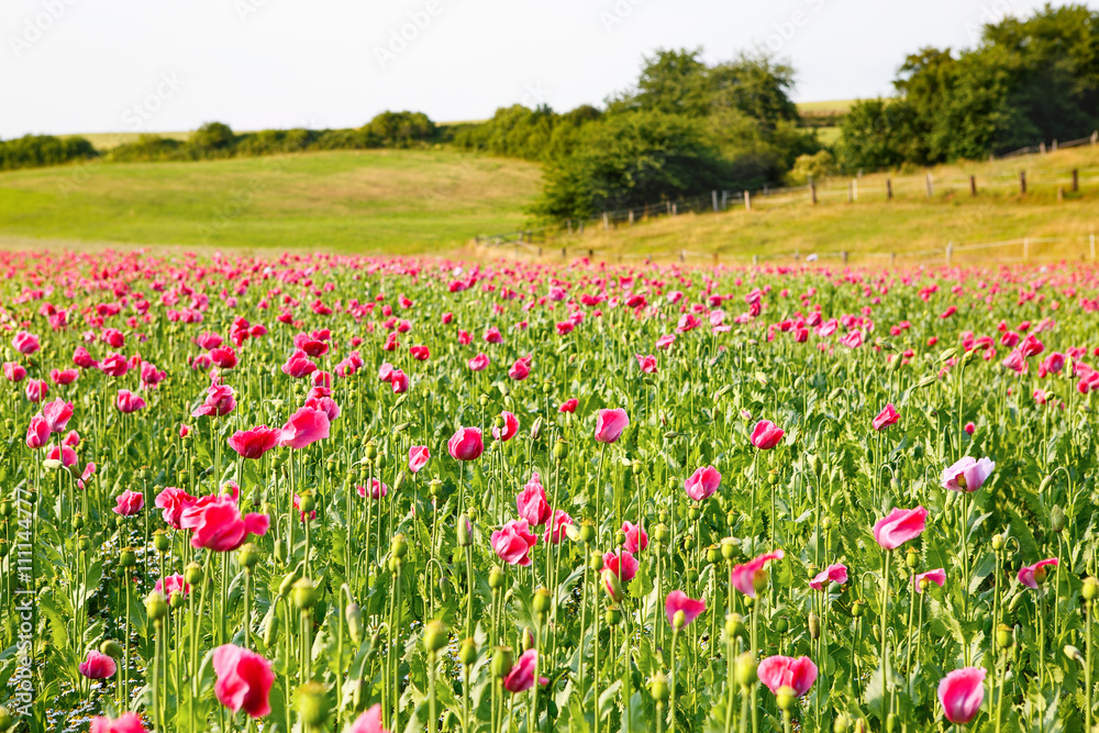 Pink blooming poppy, huge field of blossoming flowers Pink blooming poppy, huge field of blossoming flowers