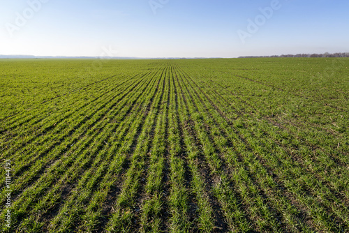 Young wheat field