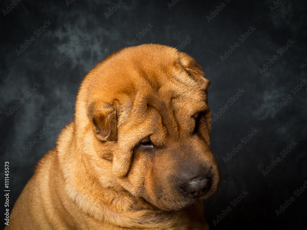 Obraz premium Shar Pei Dog