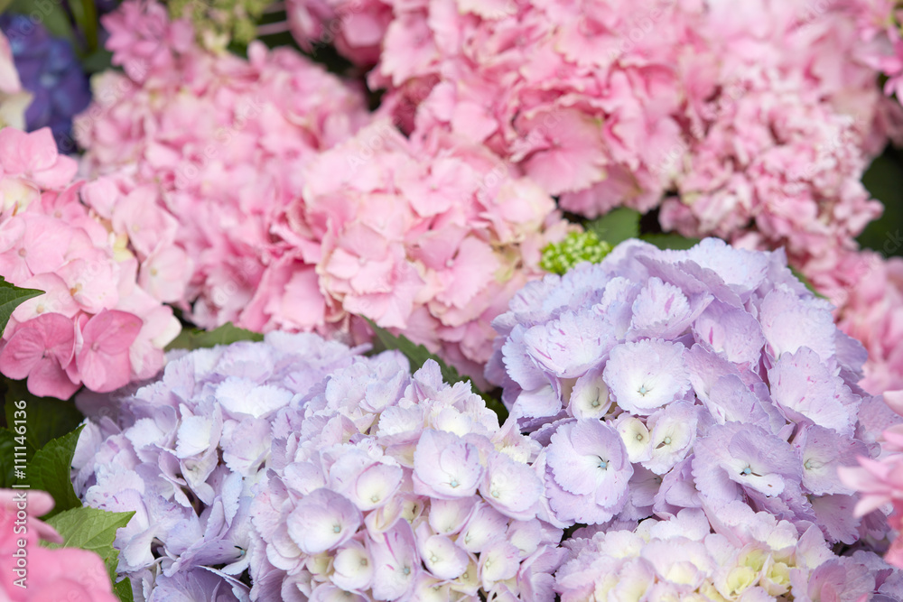 Hydrangea flowers in pink and purple colors, Hydrangea macrophylla Hydrangea flowers in pink and purple colors, Hydrangea macrophylla