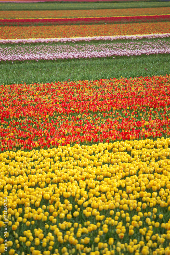 pink, red and orange tulip pink, red and orange tulip