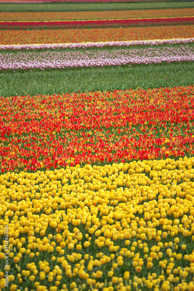 pink, red and orange tulip