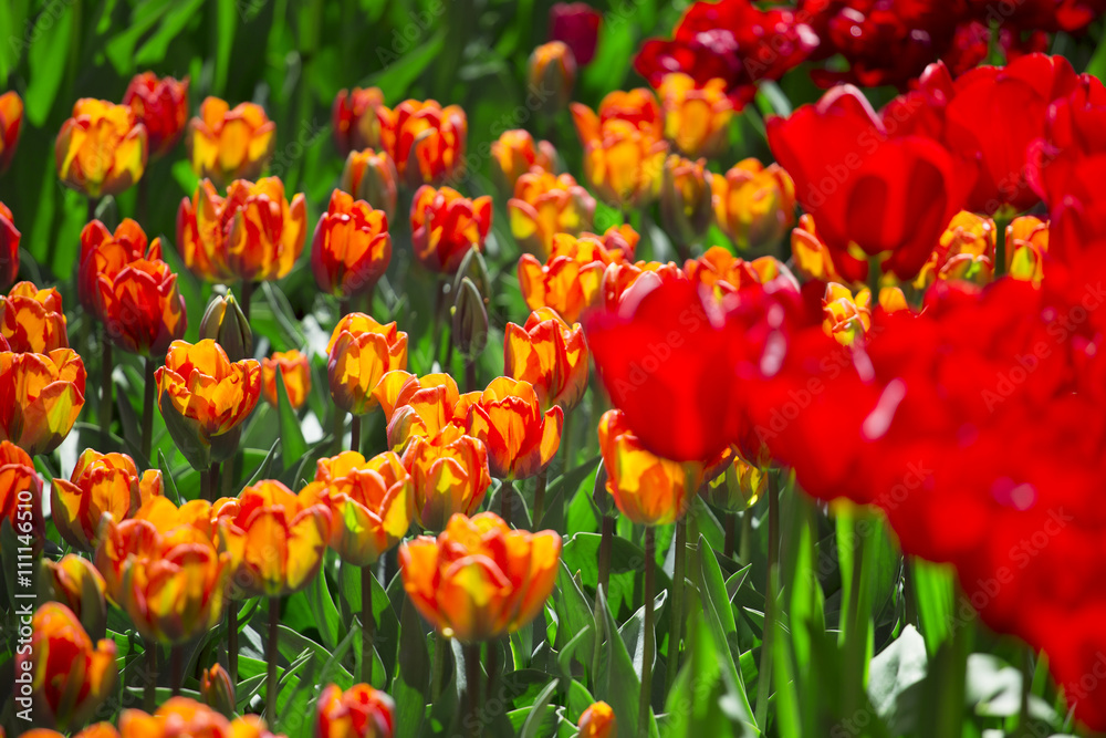 pink, red and orange tulip pink, red and orange tulip