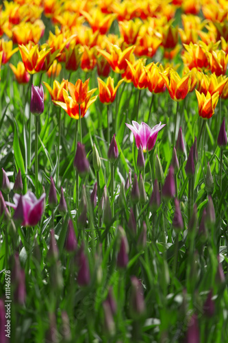 pink  red and orange tulip