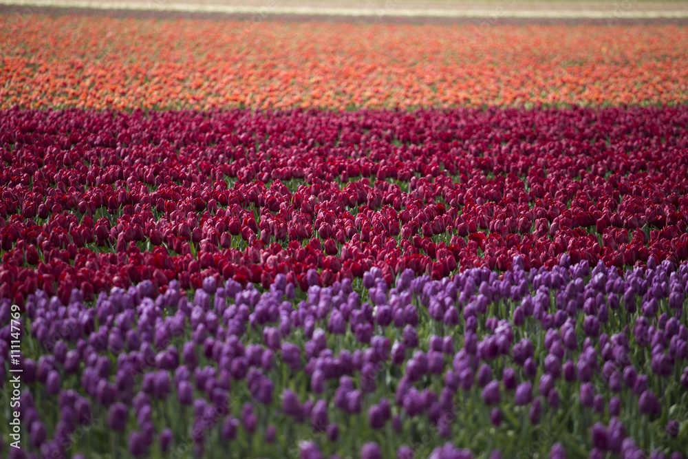 pink, red and orange tulip pink, red and orange tulip