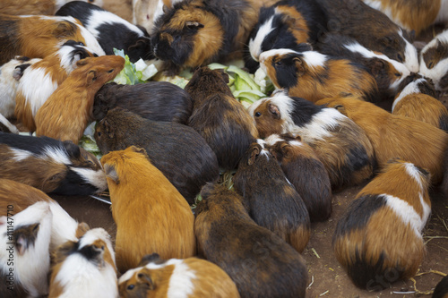 many guinea pigs cabbage dinner © Aliaksei