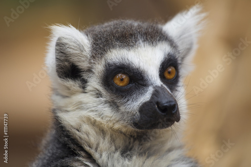 lemur