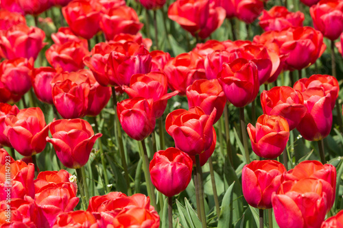 Tulips in Keukenhof, Holland © oshmaliy