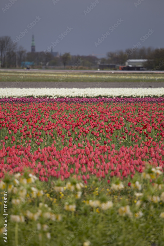 pink, red and orange tulip