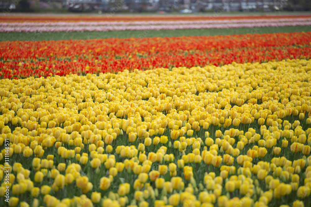 pink, red and orange tulip pink, red and orange tulip