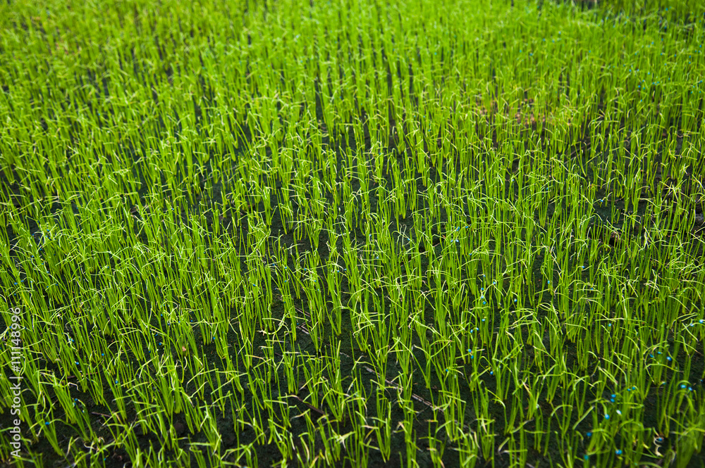 Young plants in greenhouse Young plants in greenhouse