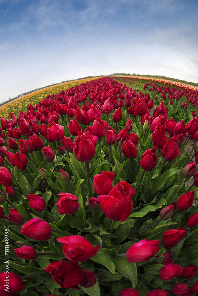 pink, red and orange tulip pink, red and orange tulip