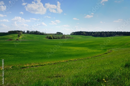 agricultural hilly green field with the blue sky