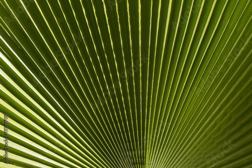 Ribbed leaf  of  Washingtonia palm