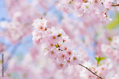 Pink blossoming flowers