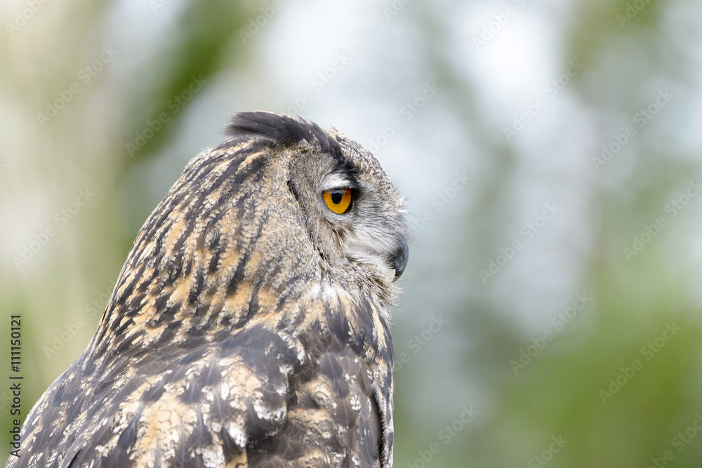 Eurasian Eagle-Owl (Bubo bubo) portrait, side view. Eurasian Eagle-Owl (Bubo bubo) portrait, side view.