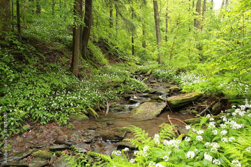 Fototapeta premium Spring deciduous forest