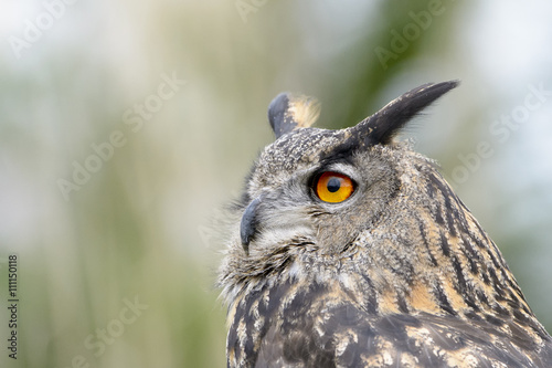 Eurasian Eagle-Owl  Bubo bubo  portrait  close up  side view.