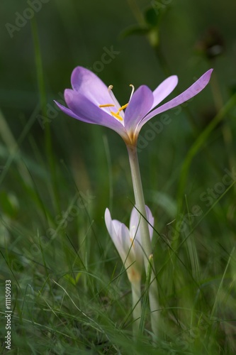 Herbst-Zeitlose / Autumn crocus photo