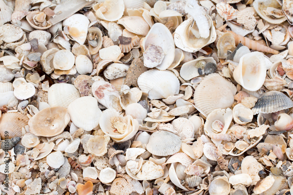 Shells on the beach texture background 
