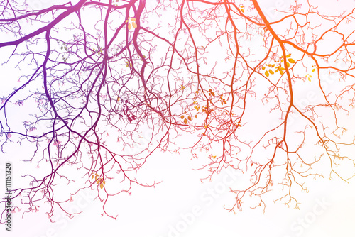 Vintage tree branches background