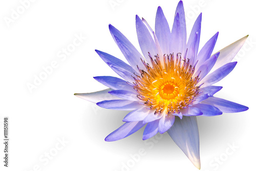 lotus flower on white background