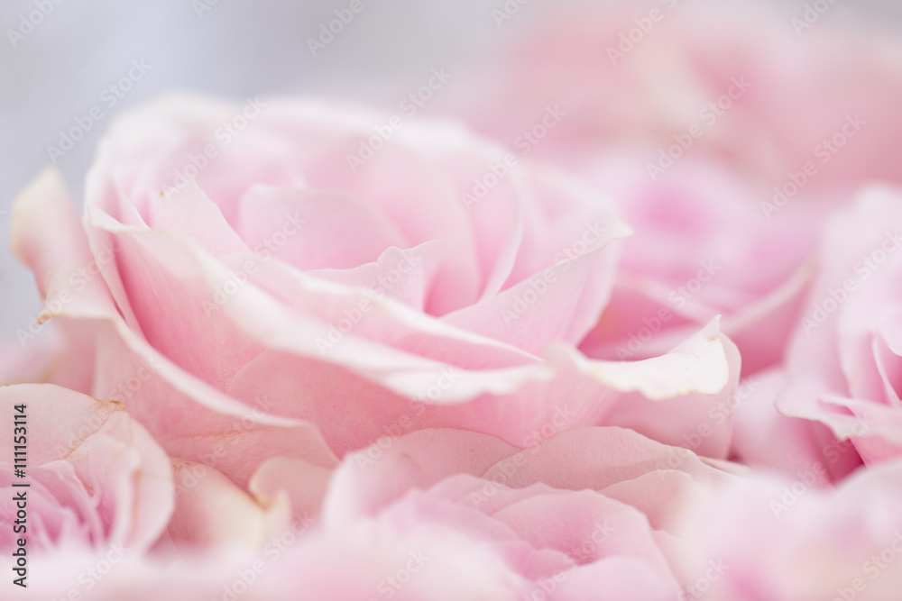 Close up of pink roses