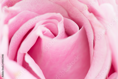 Close up of pink roses