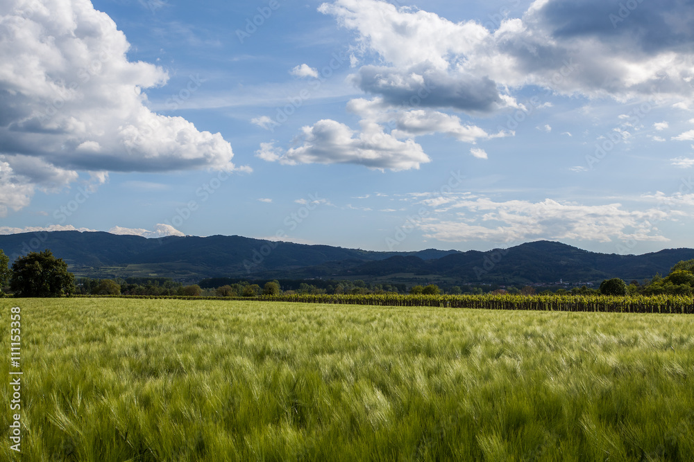 Wheat field with blue sky