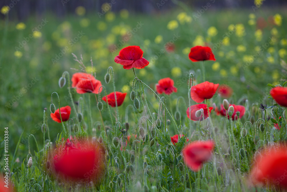 Fototapeta premium Poppy flowers with green background