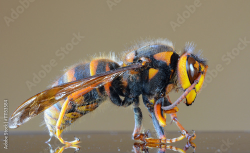 Japanese giant hornet closeup macro, also called giant sparrow bee photo