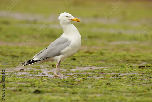 Herring Gull © Maciej Olszewski