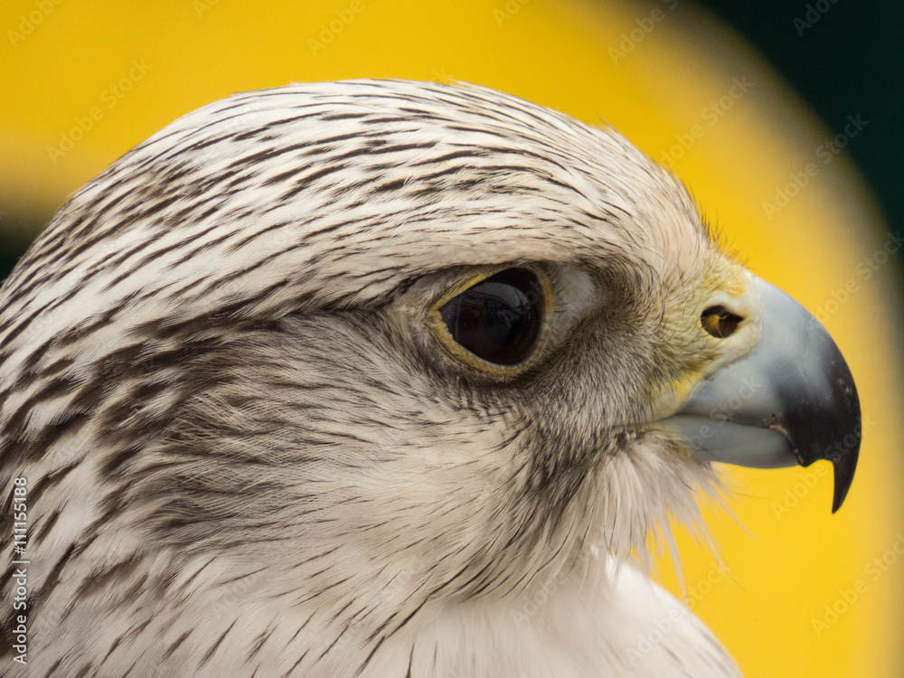 Naklejka premium Hawk close up of face in Spain