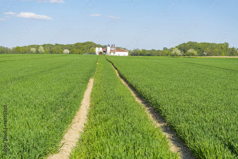 agricultural springtime scenery