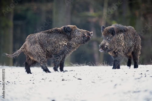 Wild boar males on a white snow/big wild boars on a white snow in winter