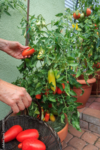 Hands picking home grown tomatos in pots